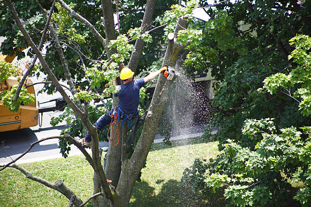 Best Tree Planting  in USA